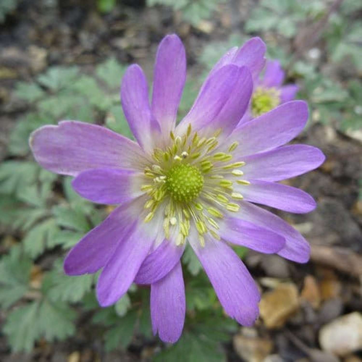Anemone Violet Star - Blomsterverden
